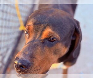 Rottweiler-Unknown Mix Dogs for adoption in Tulsa, OK, USA