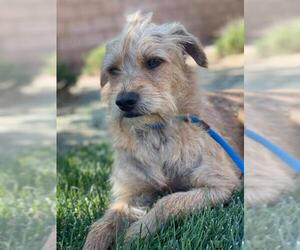 Mutt Dogs for adoption in Alta Loma, CA, USA