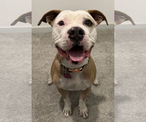 Mutt Dogs for adoption in Fort Collins, CO, USA