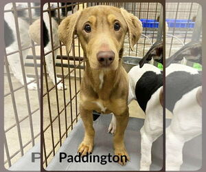 Dachshund-Unknown Mix Dogs for adoption in Wakefield, RI, USA