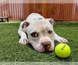 American Pit Bull Terrier-Unknown Mix Dogs for adoption in Las Vegas, NV, USA
