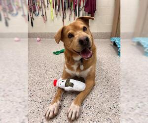 Golden Pei Dogs for adoption in Brighton, CO, USA