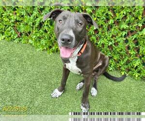 Labrador Retriever Dogs for adoption in West Palm Beach, FL, USA
