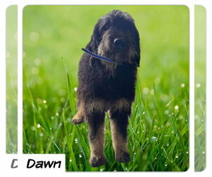 Poodle (Standard)-Unknown Mix Dogs for adoption in Westwood, NJ, USA