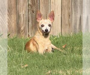 Chihuahua-Unknown Mix Dogs for adoption in San Antonio, TX, USA