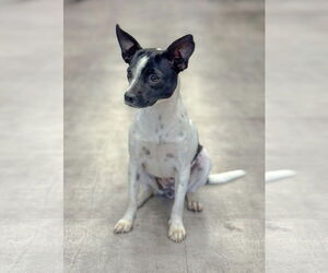 Mutt Dogs for adoption in PIPE CREEK, TX, USA