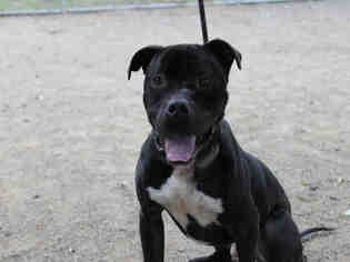 Bullboxer Pit Dogs for adoption in Santa Maria, CA, USA