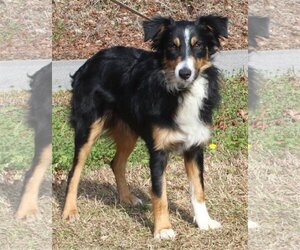 Australian Shepherd Dogs for adoption in Prattville, AL, USA