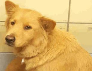 Chow Chow-Golden Retriever Mix Dogs for adoption in Hudson, CO, USA