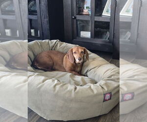 Dachshund Dogs for adoption in Mooresville, NC, USA