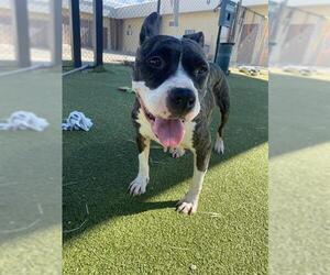 Staffordshire Bull Terrier Dogs for adoption in Pasadena, TX, USA