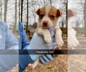 Chi-Corgi Dogs for adoption in New York, NY, USA