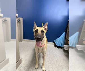Mutt Dogs for adoption in Pasadena, TX, USA