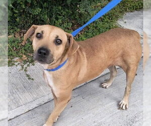 American Pit Bull Terrier-Unknown Mix Dogs for adoption in New York, NY, USA