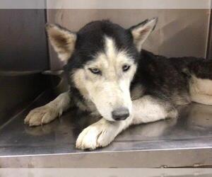 Siberian Husky Dogs for adoption in Riverside, CA, USA