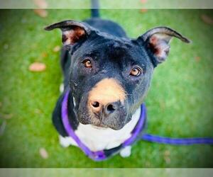 Mutt Dogs for adoption in Orlando, FL, USA
