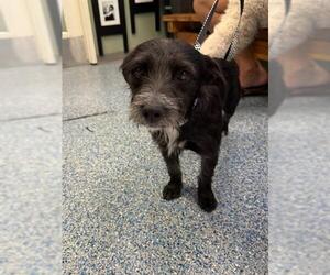 Mutt Dogs for adoption in Long Beach, CA, USA
