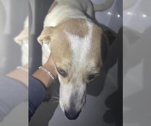 Labrador Retriever-Unknown Mix Dogs for adoption in Houston, TX, USA