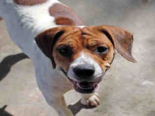 Beabull Dogs for adoption in Fort Walton Beach, FL, USA