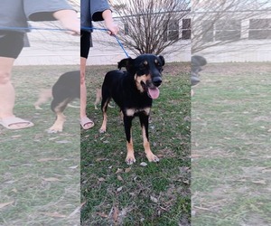 Australian Kelpie-Unknown Mix Dogs for adoption in New Orleans, LA, USA