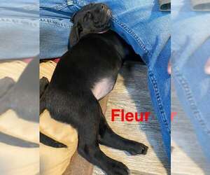 Mutt Dogs for adoption in Mechanicsburg, PA, USA