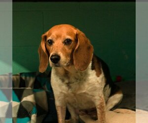 Beagle Dogs for adoption in Shreveport, LA, USA