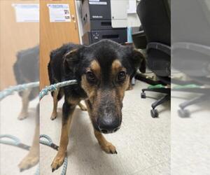 German Shepherd Dog-Unknown Mix Dogs for adoption in Plano, TX, USA