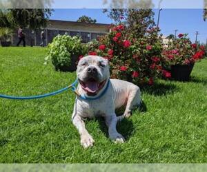American Bandogge mastiff Dogs for adoption in Camarillo, CA, USA