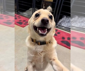 Chiranian Dogs for adoption in Spring Lake, NC, USA