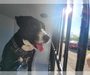 Labrador Retriever-Unknown Mix Dogs for adoption in Houston, TX, USA