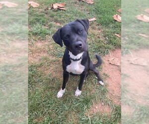 Mutt Dogs for adoption in Westminster, MD, USA