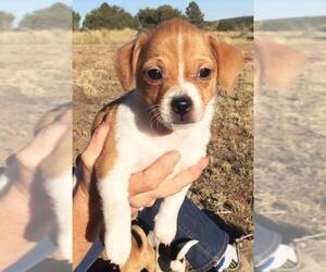 Dachshund Dogs for adoption in Albuquerque, NM, USA