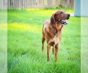 Irish Setter Dogs for adoption in Bellbrook, OH, USA