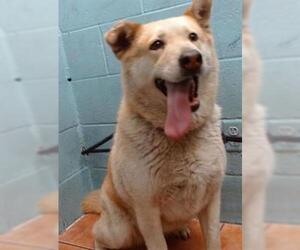 Labrador Retriever-Unknown Mix Dogs for adoption in Downey, CA, USA