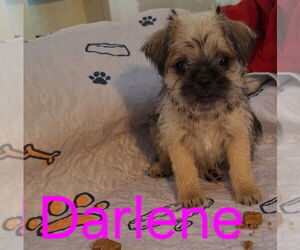 Pug-Shih Tzu Mix Dogs for adoption in San Bernardino, CA, USA