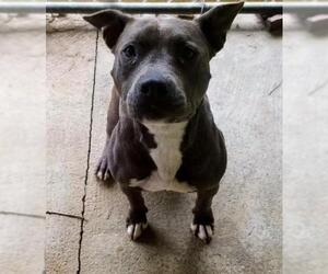 American Pit Bull Terrier Dogs for adoption in Nashville, GA, USA