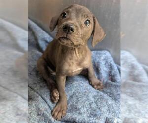 Labrador Retriever-Unknown Mix Dogs for adoption in San Antonio, TX, USA