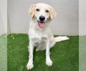 Golden Retriever Dogs for adoption in Fredericksburg, TX, USA