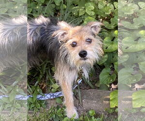 Mutt Dogs for adoption in Hillsboro, MO, USA
