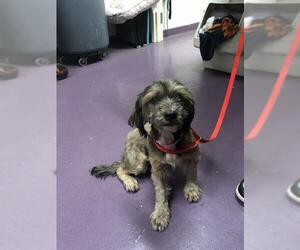 Lhasa Apso-Unknown Mix Dogs for adoption in Long Beach, CA, USA