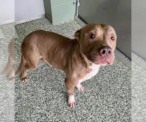 American Pit Bull Terrier-Unknown Mix Dogs for adoption in Salisbury, NC, USA