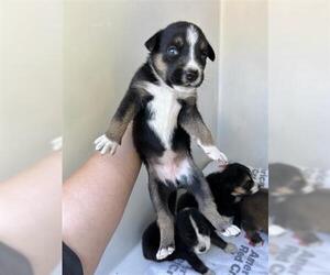 German Shepherd Dog-Unknown Mix Dogs for adoption in Houston, TX, USA