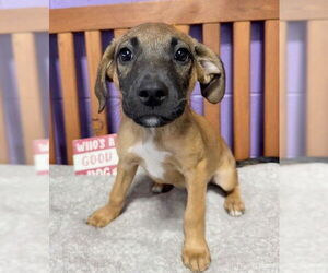 Labrador Retriever-Unknown Mix Dogs for adoption in Genesee, WI, USA