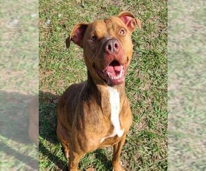 Plott Hound Dogs for adoption in Tavares, FL, USA