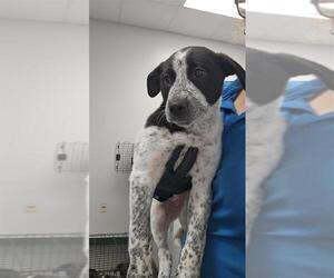 Catahoula Leopard Dog-Unknown Mix Dogs for adoption in Corpus Christi, TX, USA