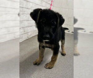German Shepherd Dog Dogs for adoption in San Bernardino, CA, USA
