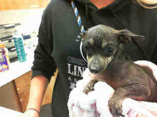 Medium Photo #1 Chihuahua Puppy For Sale in San Martin, CA, USA
