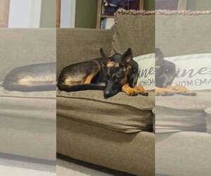 German Shepherd Dog-Unknown Mix Dogs for adoption in Hinton, WV, USA