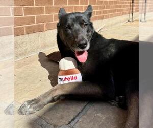 German Shepherd Dog Dogs for adoption in Toronto, Ontario, Canada