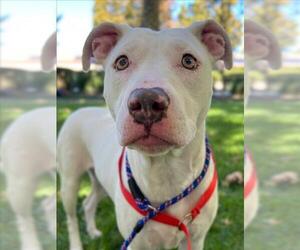 American Pit Bull Terrier Dogs for adoption in Woodland, CA, USA